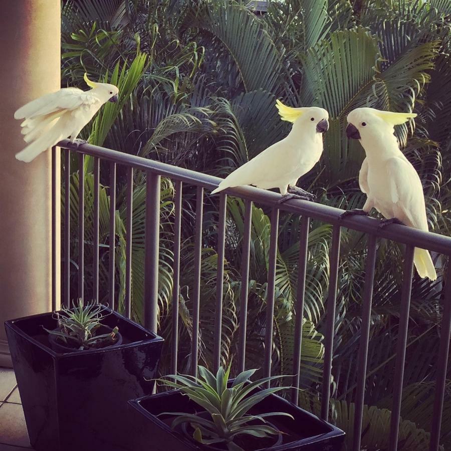 Bed and Breakfast Island Views Airlie Beach Exteriér fotografie